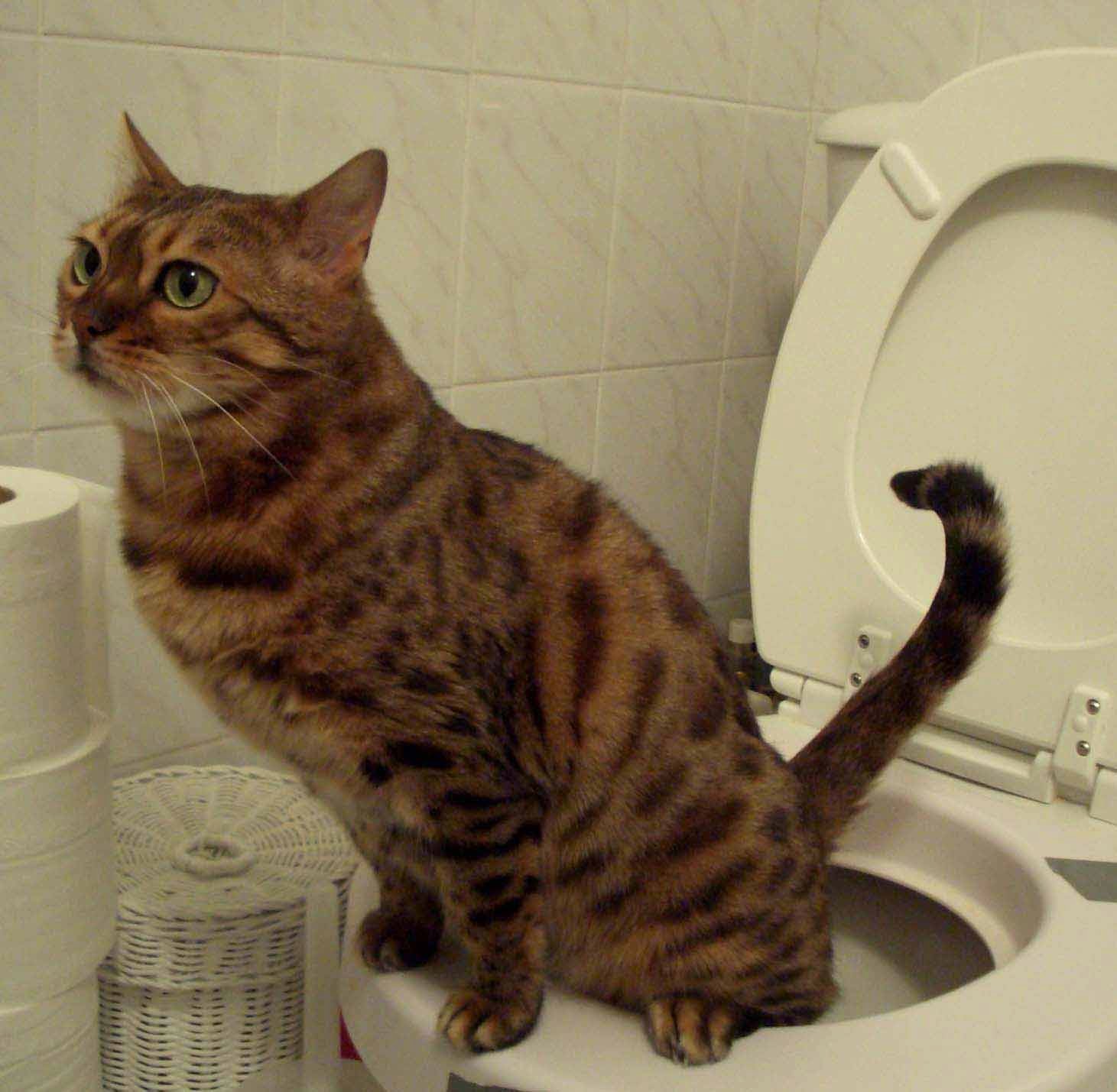 cat-using-toilet