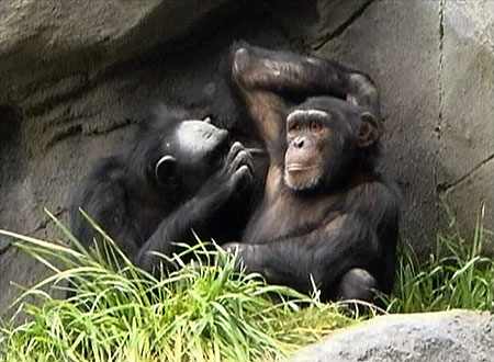 chimp-armpit